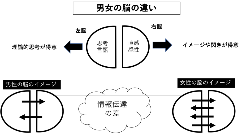 脳の違いについて